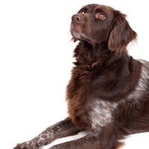 开云app下载-北京鸭新阵容搭配引起业内广泛关注，北京鸭篮球战绩